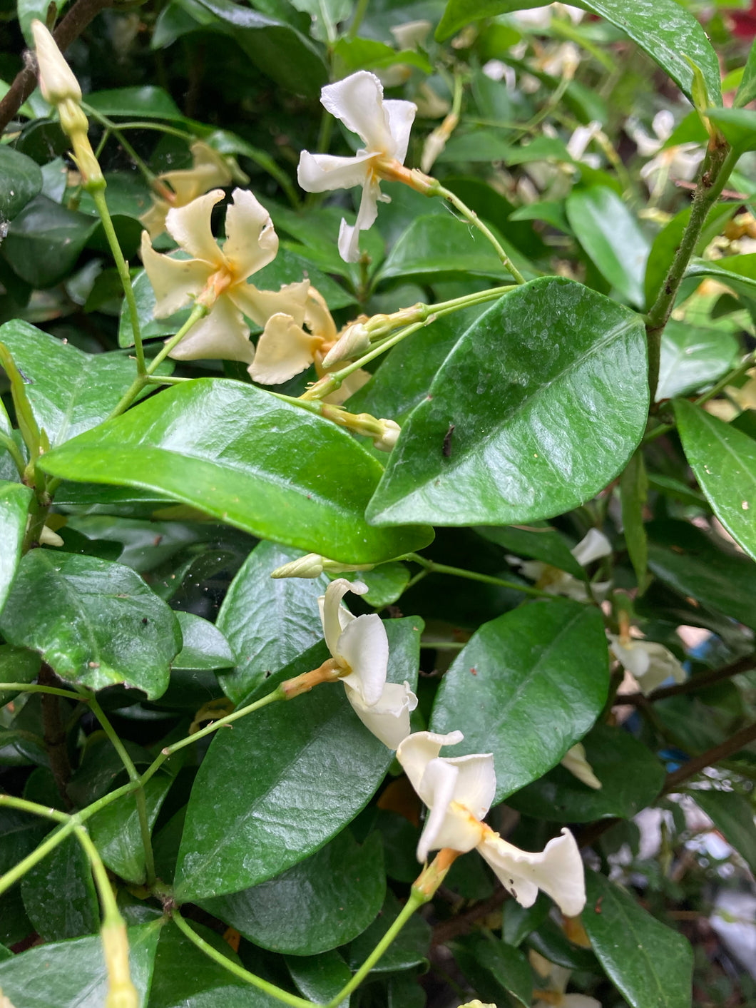 1 Potted Plant Star Jasmine (Trachelospermum jasminoides 'Star of Toscane' in a 9cm pot Includes Postage