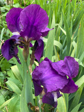 Load image into Gallery viewer, 1 rhizome of purple Bearded (Iris germanica) Includes Postage

