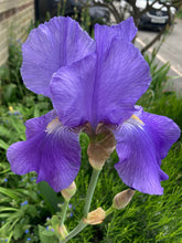 Load image into Gallery viewer, 3 rhizomes of blue Bearded Iris Includes Postage
