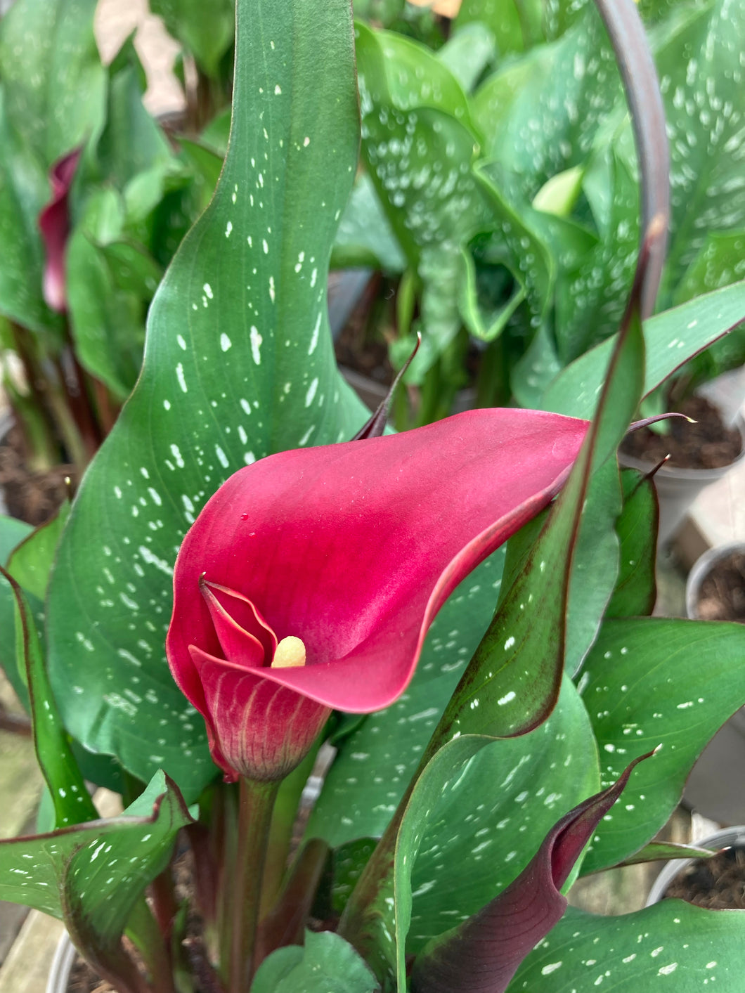 3 tubers of Calla Lily (Red Sox) Includes Postage