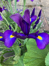 Load image into Gallery viewer, 10 bulbs of Dutch Iris (Telstar) Includes Postage
