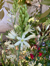 Load image into Gallery viewer, 2 bulbs of Large White Camassia (Camassia leichtlineii) Includes Postage
