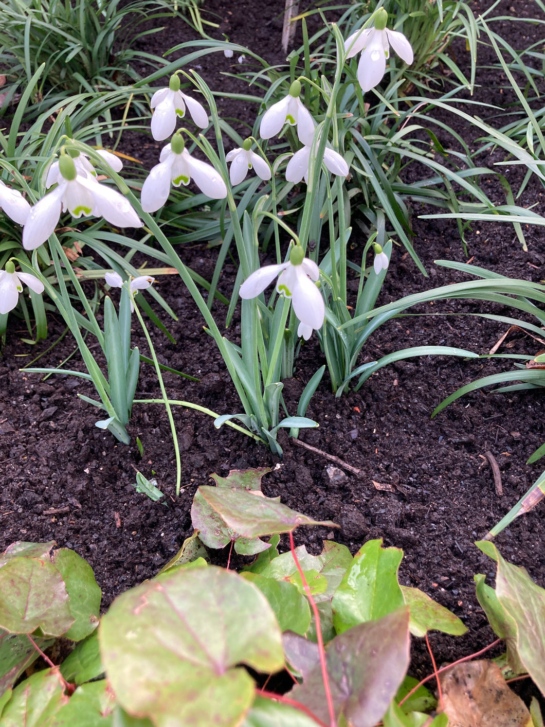 50 bulbs of single-flowering Snowdrop Includes Postage