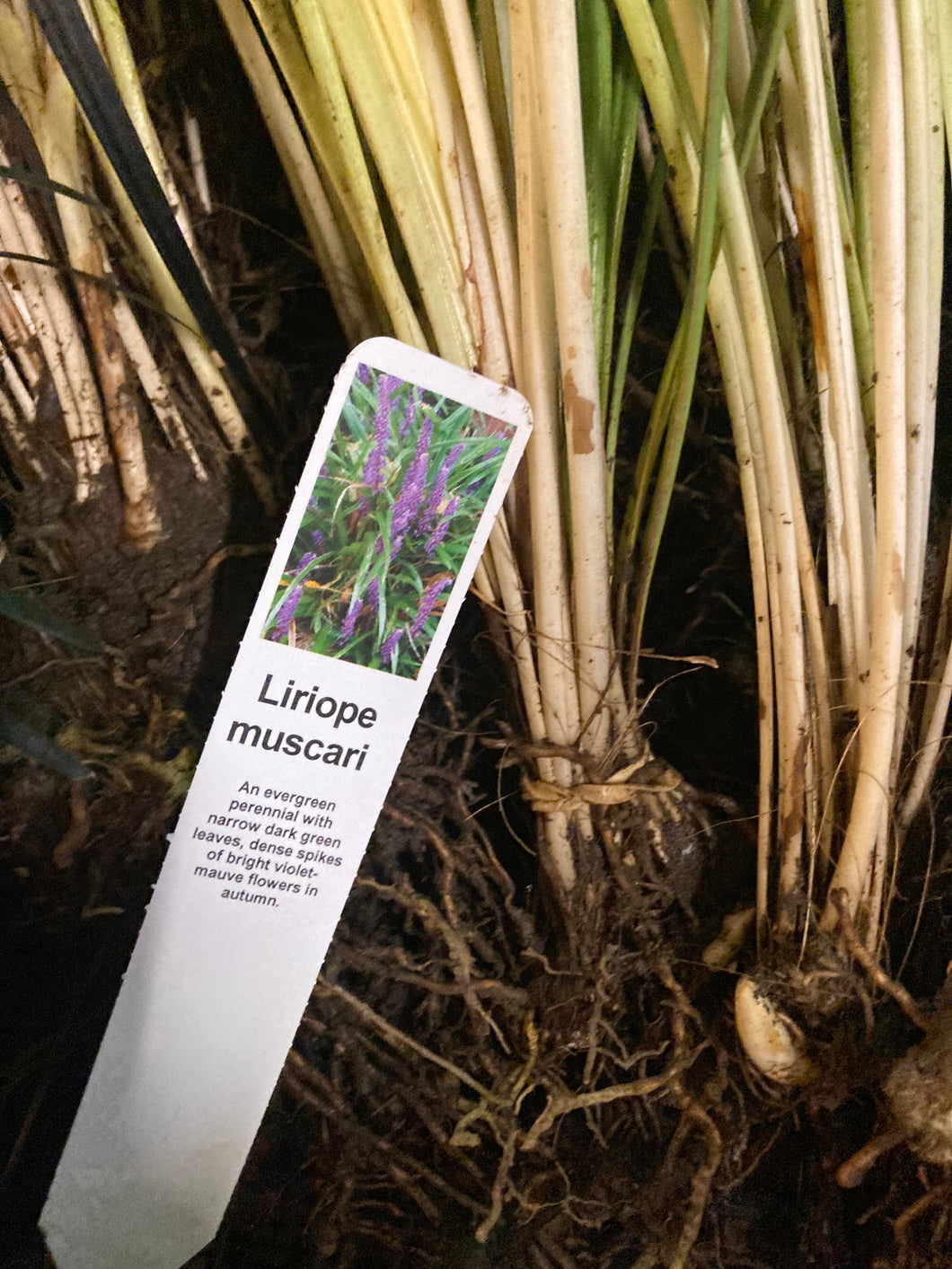 1 Bare Root of Liriope muscari (Lily Turf) Includes Postage