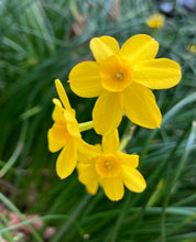 Load image into Gallery viewer, 10 bulbs of Narcissus Mix (Dwarf Varieties) Includes Postage
