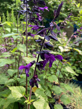 Load image into Gallery viewer, 1 plant of Salvia (Amistad) Includes Postage
