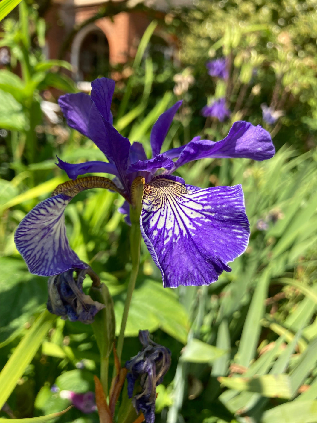 1 Plant of Iris sibirica or Siberian Iris Includes Postage