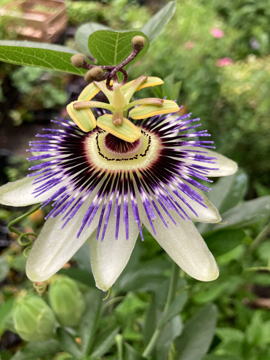 1 established plant of Passion Flower in 2 litre pot (Passiflora edulis) Includes Postage