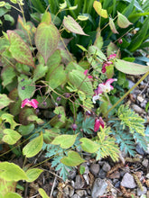 Load image into Gallery viewer, 1 bare root of Bishop&#39;s Mitre/Barrenwort/Epimedium x youngiamun (Roseum) Includes Postage

