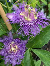 Load image into Gallery viewer, 1 established plant of purple Passion Flower in 2 litre pot (Passiflora ‘Incense’) Includes Postage
