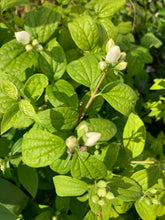 Load image into Gallery viewer, 1 Potted Plant of Philadelphus &#39;Snowbelle&#39; in a 9cm pot Includes Postage
