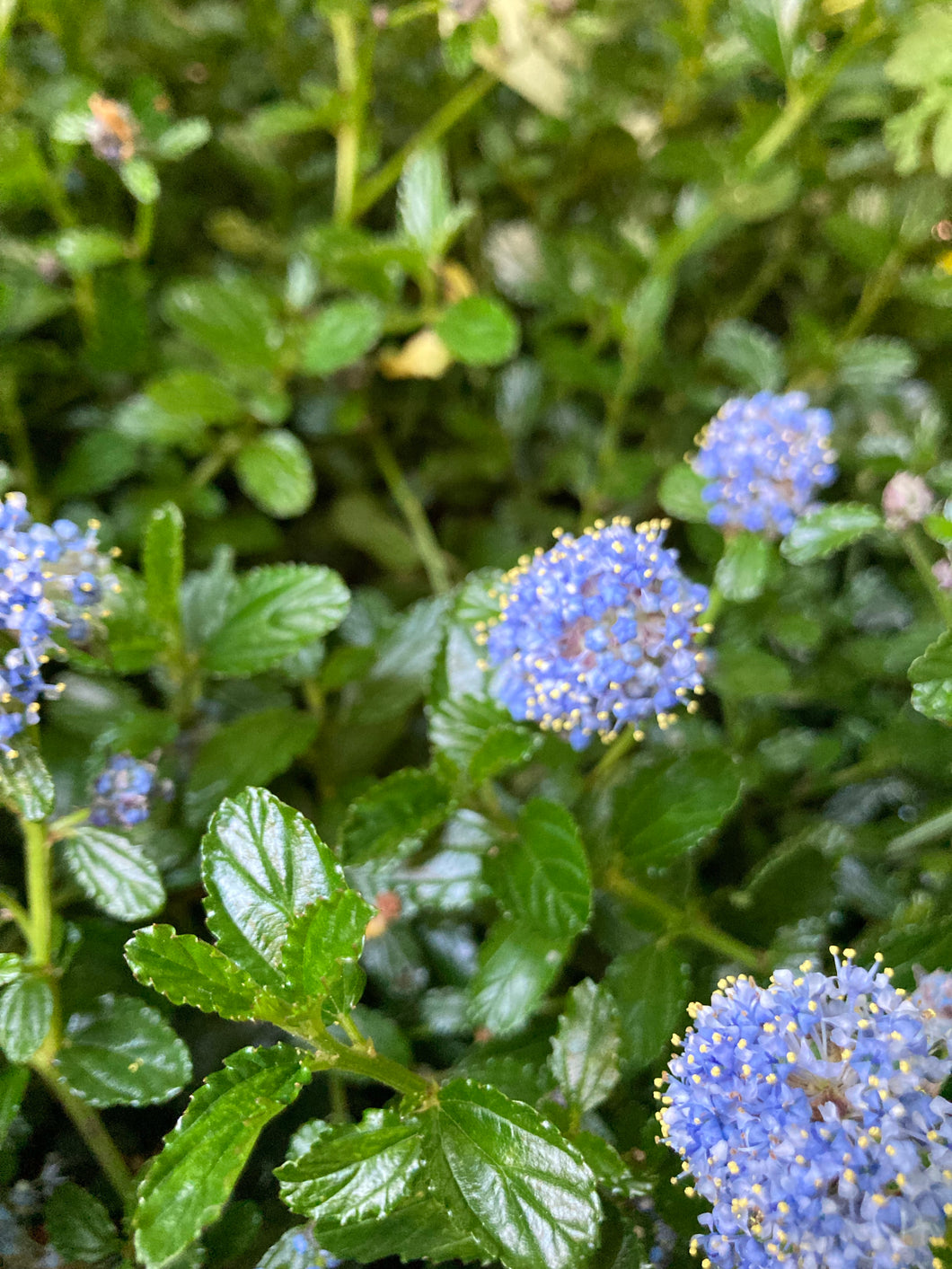 1 Potted Plant of Ceanothus repens in a 9cm pot Includes Postage