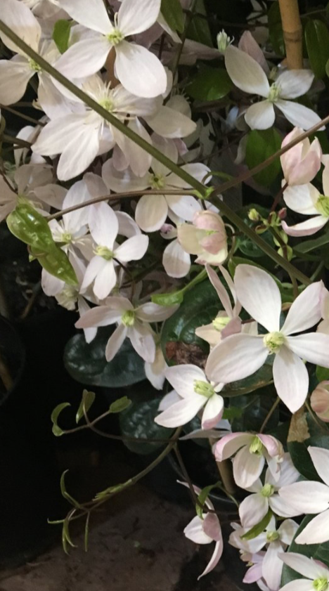1 established plant of evergreen winter-flowering Clematis armandii in 2 litre pot (Apple Blossom) Includes Postage