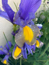 Load image into Gallery viewer, 10 bulbs of Dutch Iris (Miss Saigon) Includes Postage
