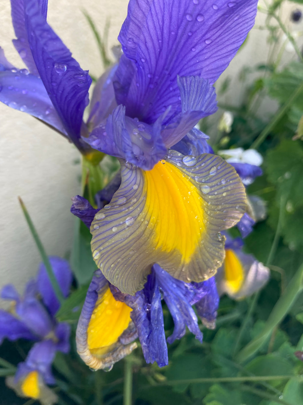 10 bulbs of Dutch Iris (Miss Saigon) Includes Postage