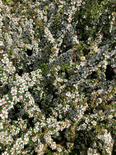 Load image into Gallery viewer, 1 Potted Plant of Cotoneaster horizontalis in a 9cm pot Includes Postage
