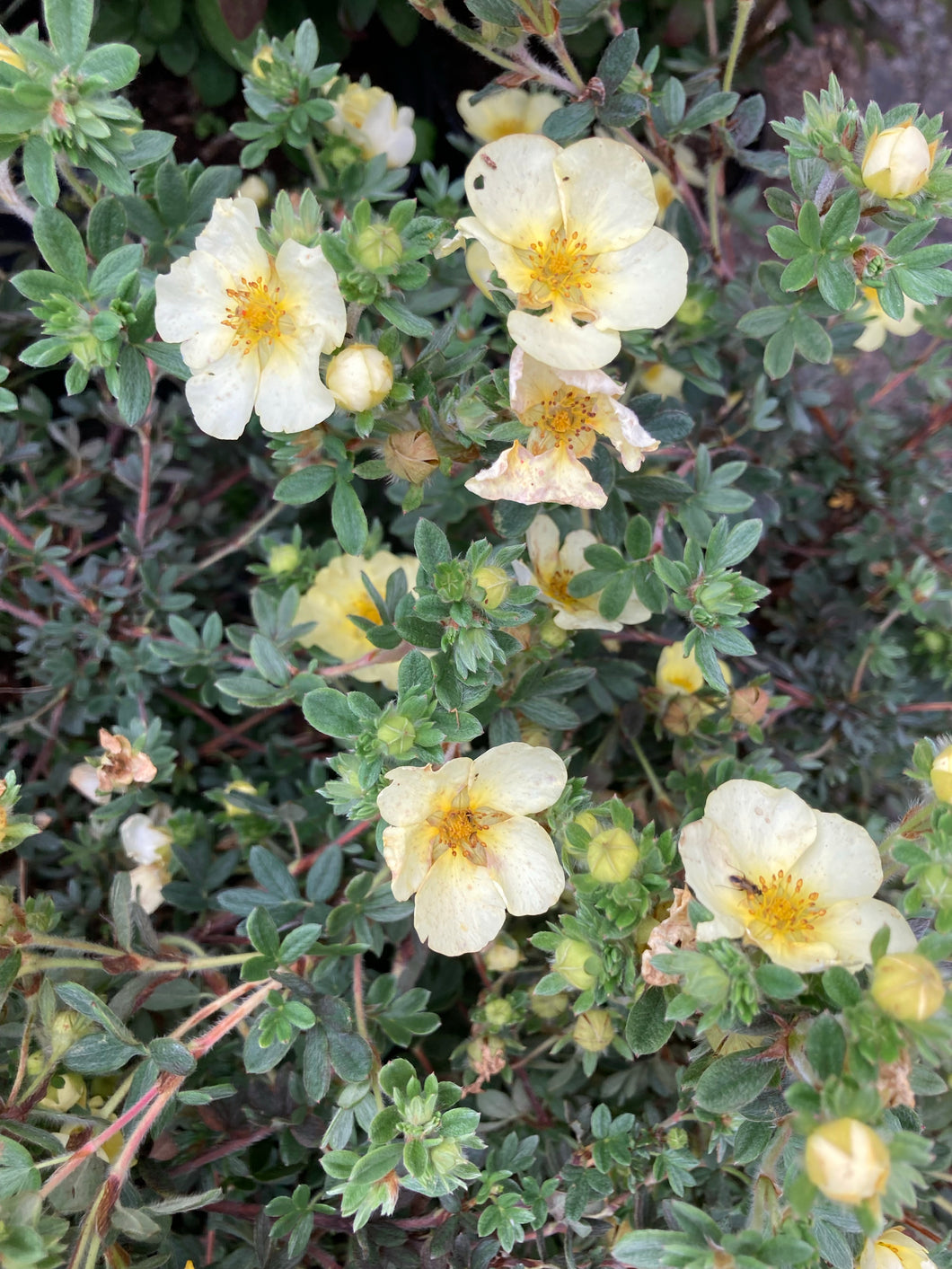 1 Potted Plant of Potentilla 'Primrose Beauty' in a 9cm pot Includes Postage