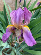 Load image into Gallery viewer, 1 rhizome of pink Bearded (Iris germanica) Includes Postage
