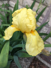 Load image into Gallery viewer, 1 rhizome of yellow Bearded Iris (Iris germanica) Includes Postage
