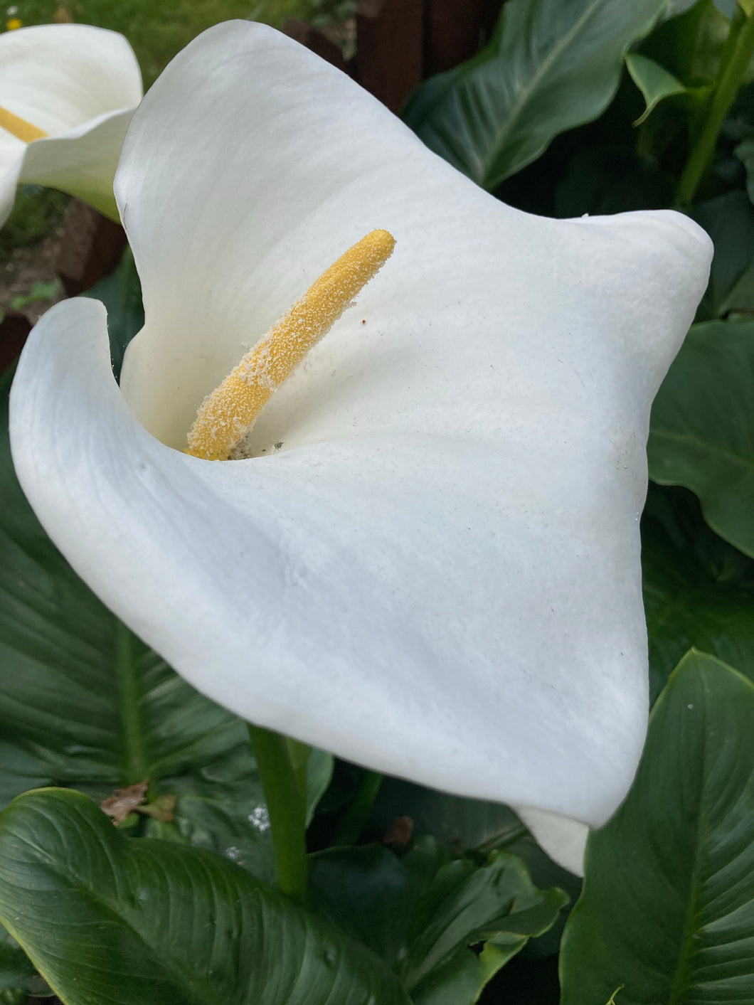 1 tuber of white Arum Lily (Zantedeschia) Includes Postage