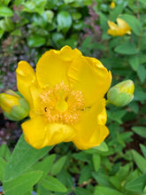 Load image into Gallery viewer, 1 Potted Plant of Hypericum &#39;Hidcote&#39; in a 9cm pot Includes Postage
