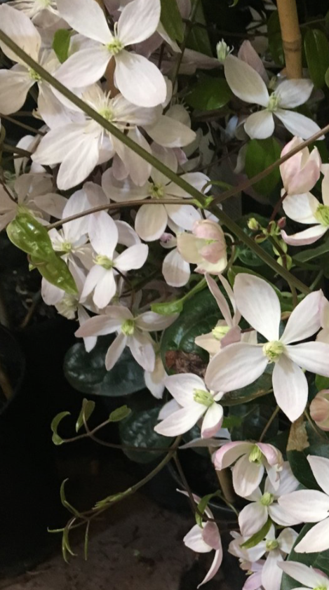 2 established plants of evergreen winter-flowering Clematis armandii in 2 litre pots (Apple Blossom) Includes Postage
