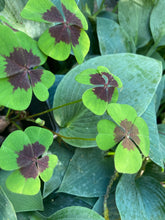 Load image into Gallery viewer, 10 bulbs of Oxalis/Shamrock/Wood Sorrell (mixed varieties) Includes Postage
