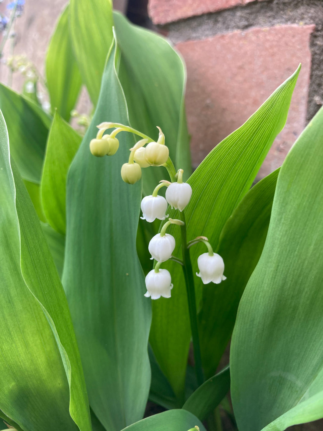 5 containerised Lily of The Valley (Convallaria majalis) plants in 9cm pots Includes Postage