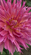 Load and play video in Gallery viewer, 5 tubers of semi-cactus Dahlia (Omega) Includes Postage
