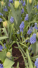 Load and play video in Gallery viewer, 10 Bulbs of Muscari/Grape Hyacinth (Blue Magic) Includes Postage
