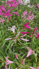 Load and play video in Gallery viewer, Set of red, white, and pink Bowden Lily bulbs (Nerine bowdenii) Includes Postage
