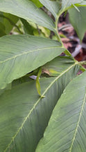 Load and play video in Gallery viewer, 1 potted plant of Sauromatum venosum or Voodoo Lily in 12cm pot Includes Postage
