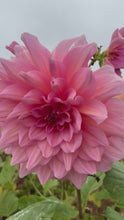 Load and play video in Gallery viewer, 2 tubers of pink dinner-plate Dahlias (Otto&#39;s Thrill) Includes Postage
