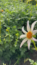 Load and play video in Gallery viewer, 3 tubers of Mixed Star Dahlia (Honka Series) Includes Postage
