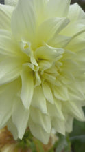 Load and play video in Gallery viewer, 2 tubers of dinner-plate Dahlias (Ice Breaker) Includes Postage

