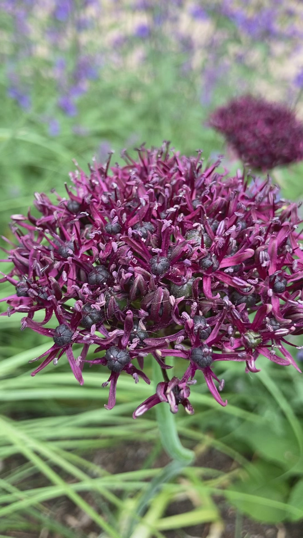 3 bulbs of Allium atropurpureum (Large Purple Headed Allium) Includes Postage