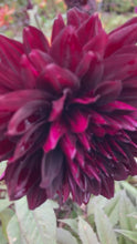 Load and play video in Gallery viewer, 1 tuber of semi-cactus Dahlia (Black Jack) Includes Postage
