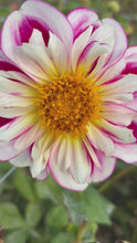 Load and play video in Gallery viewer, 3 tubers of anemone-flowered Dahlia (Bumble Rumble) Includes Postage

