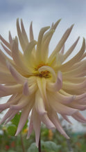 Load and play video in Gallery viewer, 2 tubers of semi-cactus Dahlia (Henriette) Includes Postage

