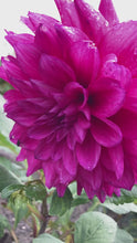 Load and play video in Gallery viewer, 5 tubers of medium-flowered Dahlia (Alva&#39;s Regalia) Includes Postage

