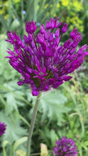 Load and play video in Gallery viewer, 3 bulbs of Ornamental Allium (Mercurius) Includes Postage
