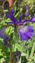 Load and play video in Gallery viewer, 1 Bare Root of Iris Sibirica Includes Postage

