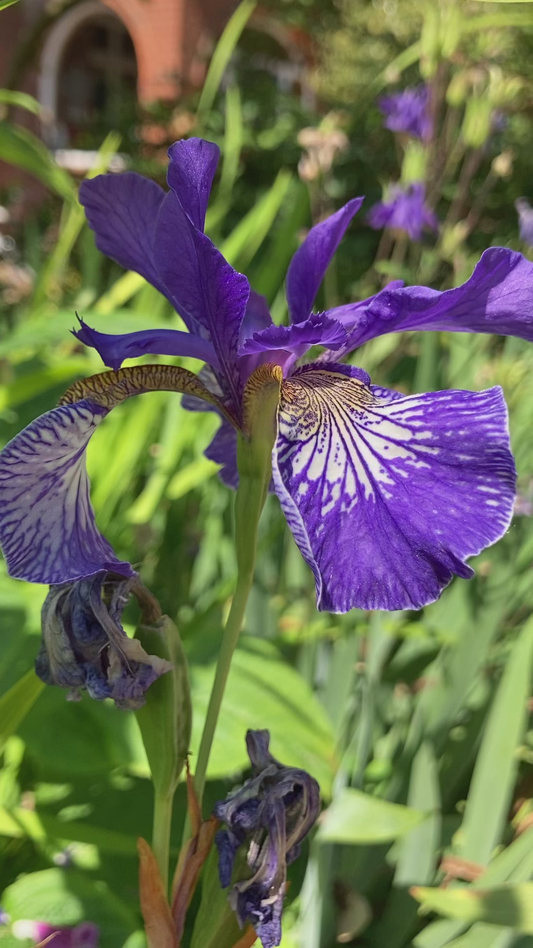 1 Bare Root of Iris Sibirica Includes Postage