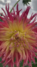 Load and play video in Gallery viewer, 2 tubers of pink/yellow semi-cactus Dahlia (Fringed Star) Includes Postage
