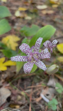 Load and play video in Gallery viewer, 3 bare roots of Tricyrtis formosana &#39;Purple Edge&#39; Toad Lily - Includes Postage
