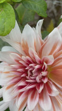 Load and play video in Gallery viewer, 2 tubers of giant-flowered Dahlia (Frost Nip) Includes Postage
