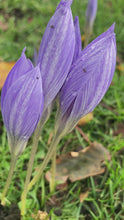 Load and play video in Gallery viewer, 20 bulbs of Crocus sativus (Autumn Flowering Saffron/Saffron Crocus) Includes Postage
