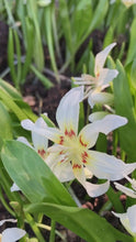 Load and play video in Gallery viewer, 5 bulbs of White Erythronium pagoda (Dog's tooth violet) Includes Postage
