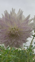 Load and play video in Gallery viewer, 2 tubers of semi-cactus Dahlia (Clearview Edie) Includes Postage
