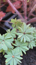Load and play video in Gallery viewer, 2 bulbs of Oxalis adenophylla (Silver Shamrock) Includes Postage
